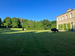 Irlanda, “Grazing in Lucan”: opere di Davide Rivalta nella Residenza dell’Ambasciatore d’Italia a Dublino