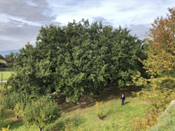 Alberi monumentali, aggiornato l’Elenco ufficiale: quasi 5.000 gli esemplari tutelati