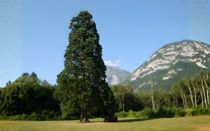 Giornata nazionale degli alberi. Ministro Lollobrigida: “I giovani di oggi saranno i custodi del nostro patrimonio naturale”