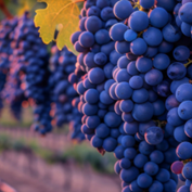 Taste of Italy 2026  a Ginevra organizzato dalla Camera di Commercio Italiana per la Svizzera (2 febbraio)