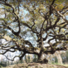 Alberi monumentali: aggiornato l’Elenco nazionale. Lollobrigida: “Custodi della nostra storia e del nostro territorio”