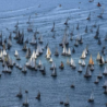 La Barcolana su Rai Italia